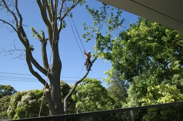 Royal Tree Services