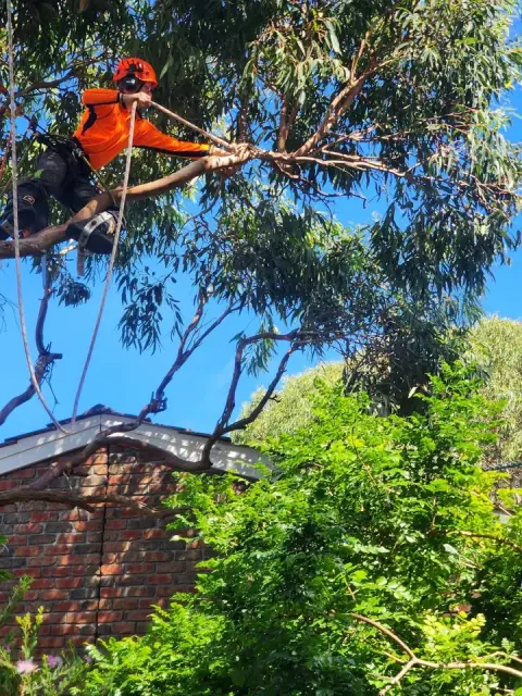 Crows Nest Tree Removal
