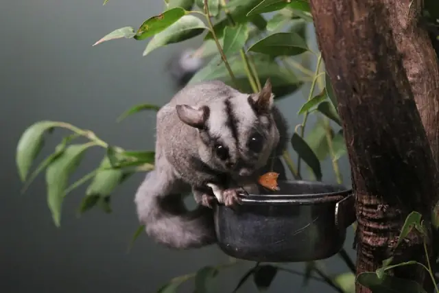 1800Possums