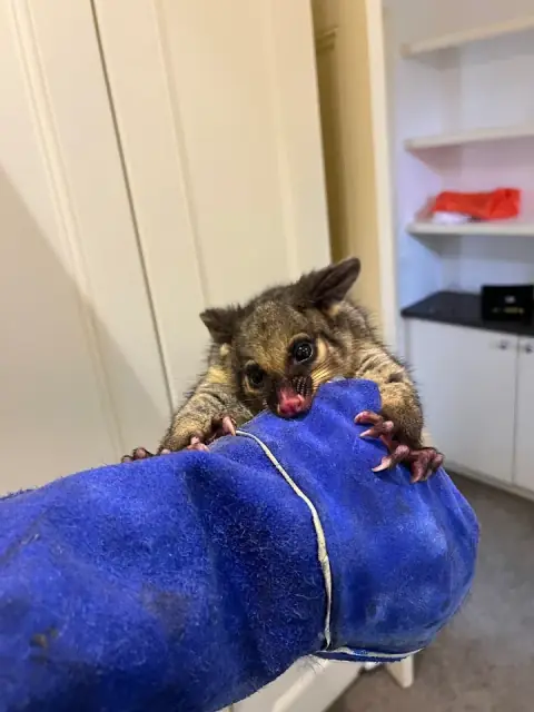 1800POSSUMS