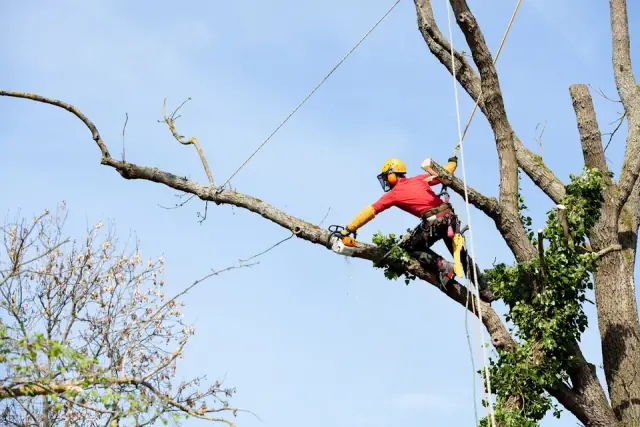 Sydney Tree Company