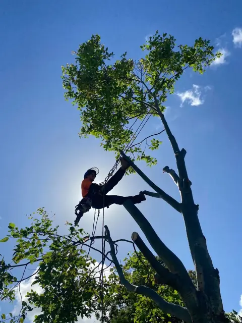 Budget Tree Service QLD