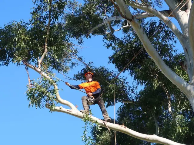 Hastings Tree Care - Professional Arborist Service