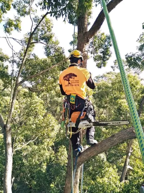 City Tree Services