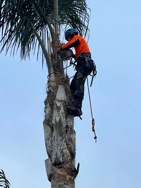 Arborsafe Tree Services