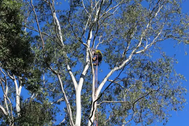 Aussie Tree Solutions