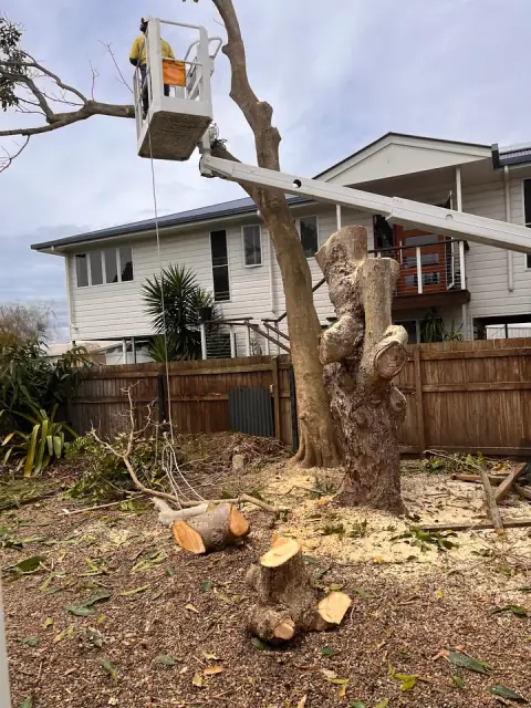Geoffs Tree Lopping Hervey Bay