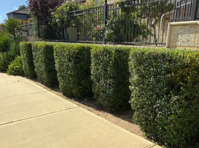 Integrity Hedging & Gardens