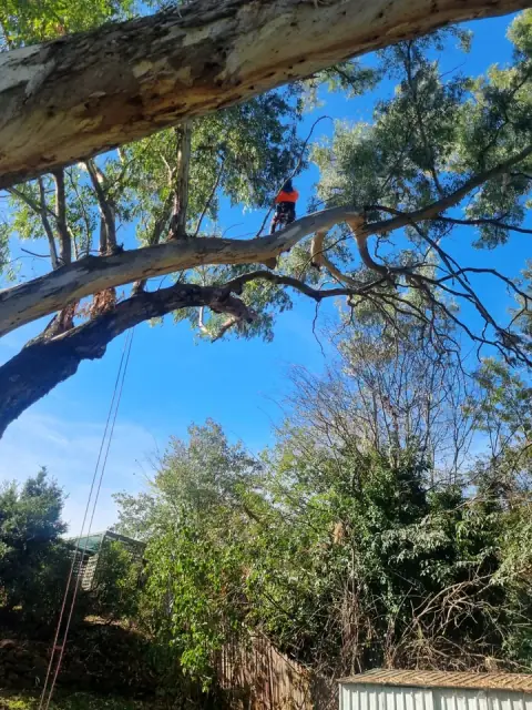 Plumb Trees