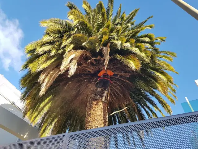 Trees R Us Tasmania
