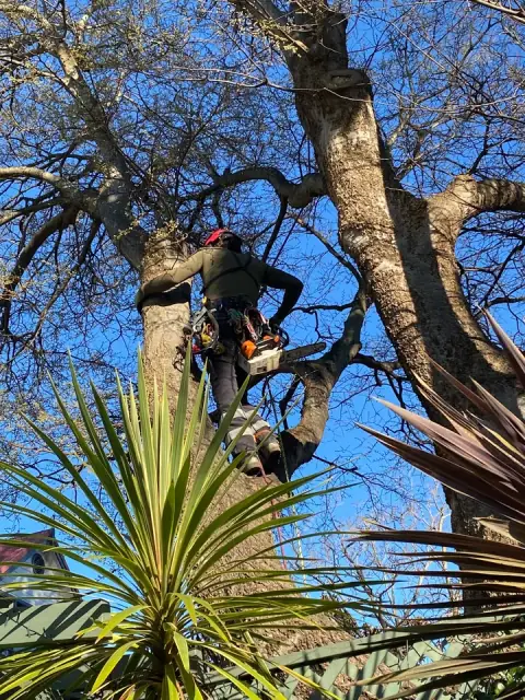 Trees Company