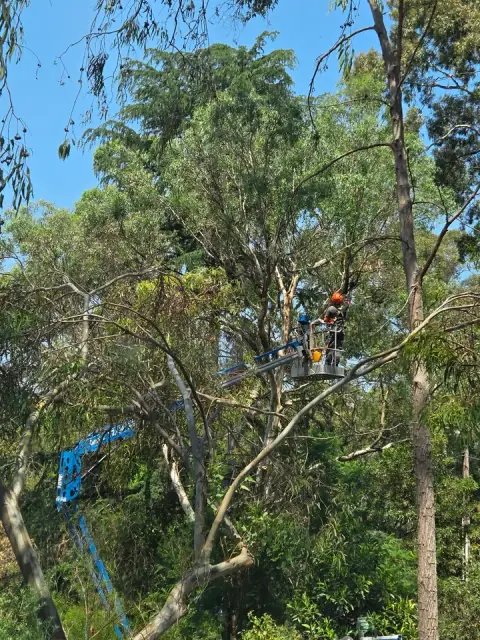Chris Davies Tree Removals