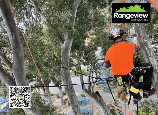 Rangeview Tree Services