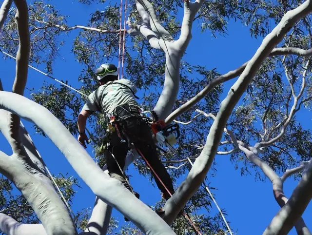Arbor Culture Tree Management