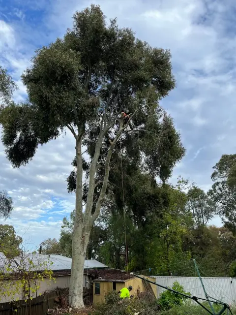 Hills Tree Solutions
