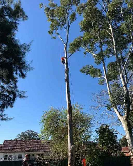 Tip Top Tree Services