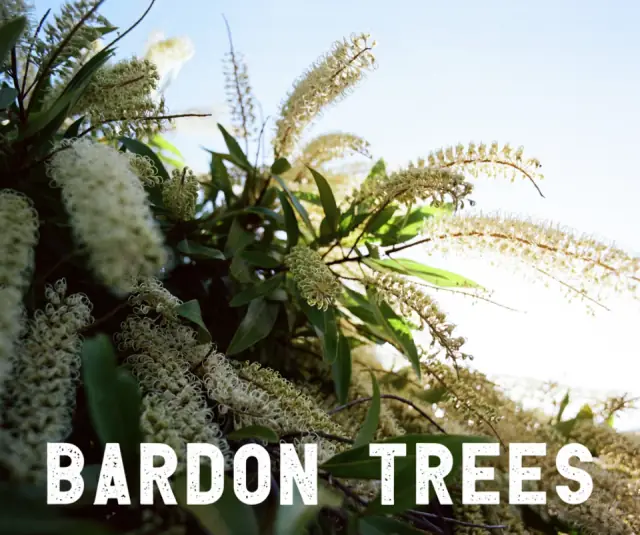 Bardon Trees