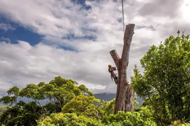 Tree Shepherd FNQ