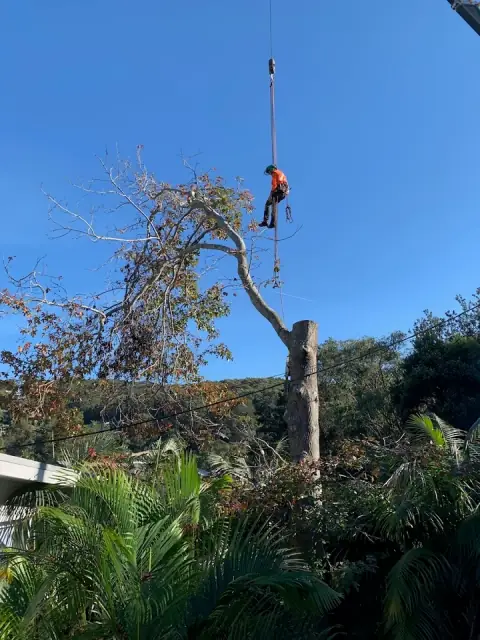 A and J Tree Services