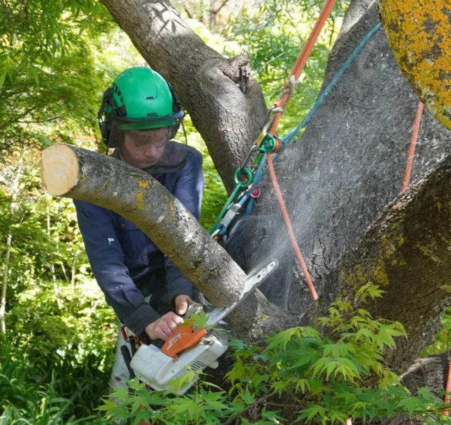A E Tree Care cover