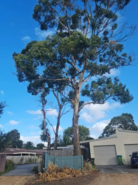 A&J Vegetation Management Pty Ltd cover