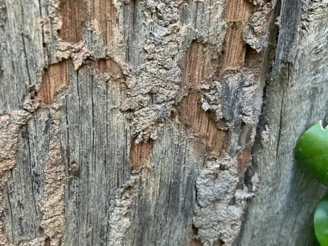 A1 Termite & Pest Management cover