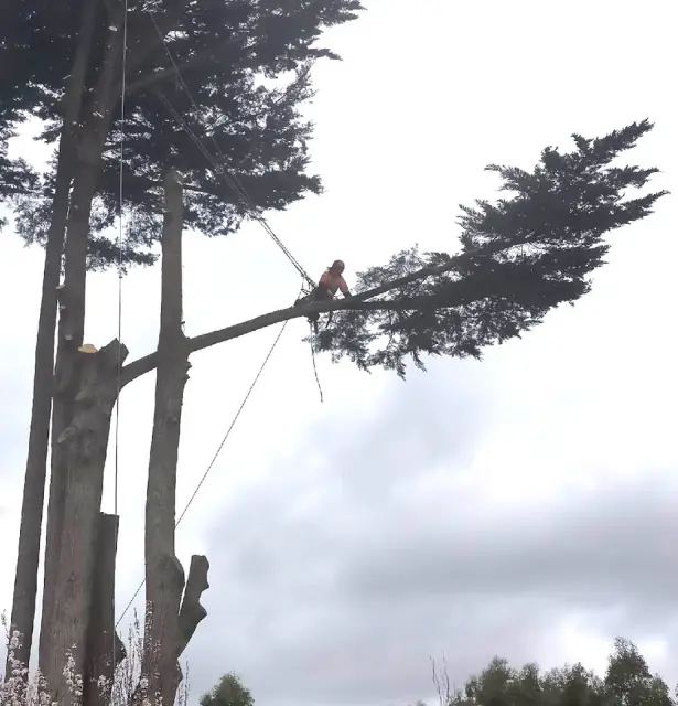 A1 Tree Solutions cover