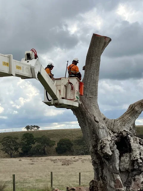 A1 Tree Solutions