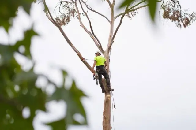 Mudjimba Tree Services