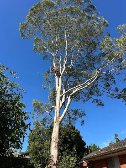 AA Tree Services Sydney