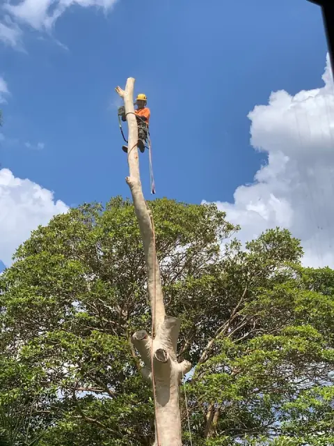 AAA AARDVARK TREE LOPPING AND GARDENING