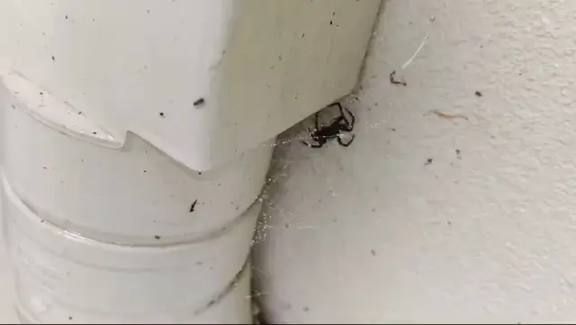 Abby's pest control and carpet cleaning Melbourne | General Pest Control Cranbourne | Pest control Clyde