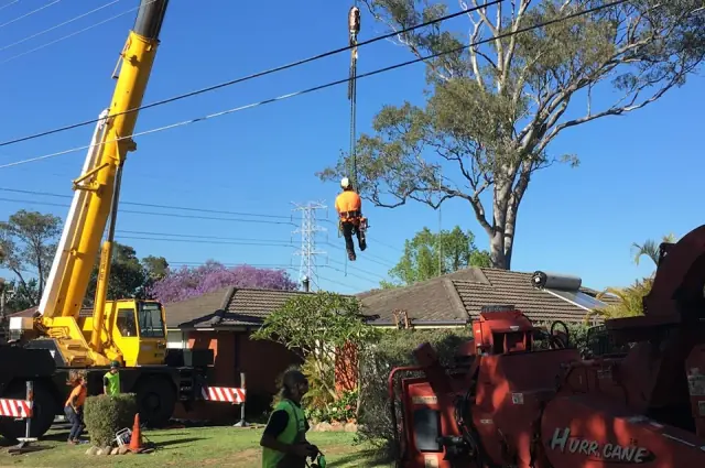 Able Arborist Tree Services cover