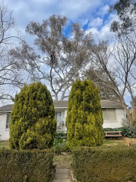 Abloom Tree Care cover
