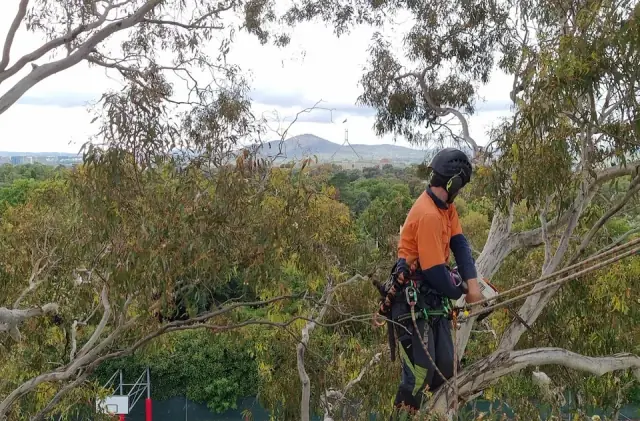 Abloom Tree Care