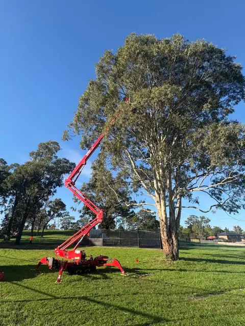 Above All Tree Services cover