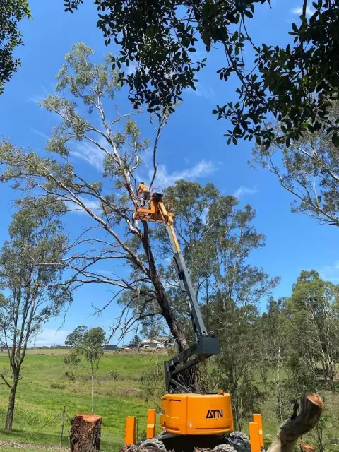 Absolute Tree Services