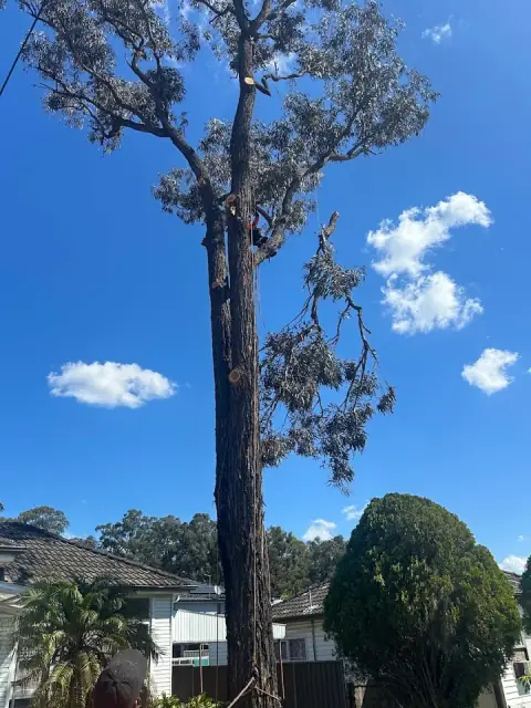 Absolute Tree Services cover