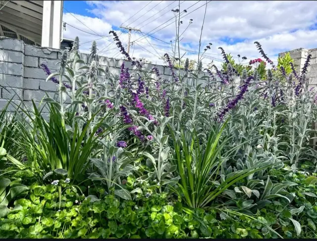 AC Trees and Gardens Melbourne cover