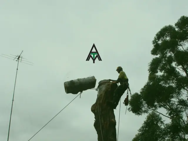 Accomplished Tree Management