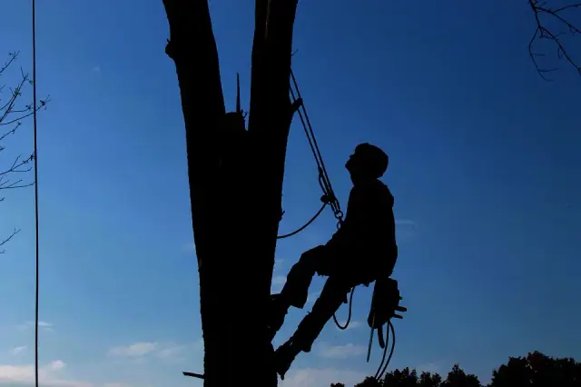 Accurate Tree Services