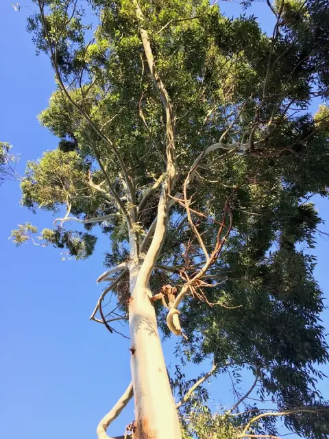 Ace's Tree & Garden Service cover