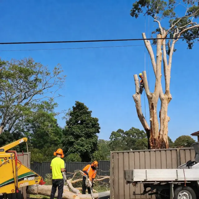 Ace Tree Care