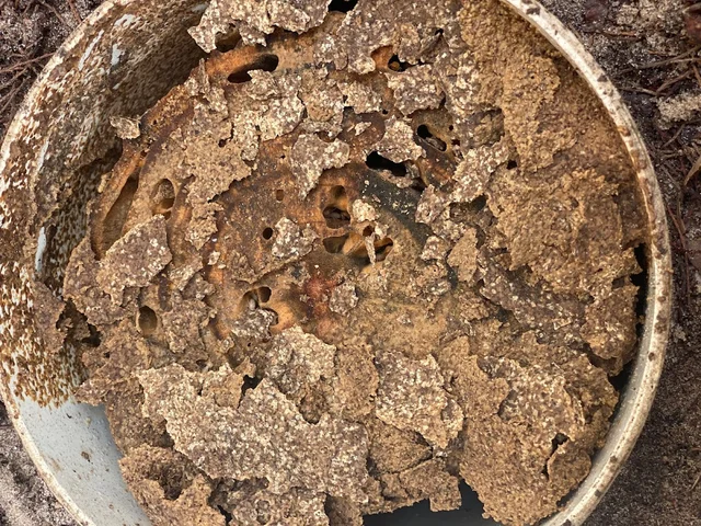 Action Termite Solutions Caloundra cover
