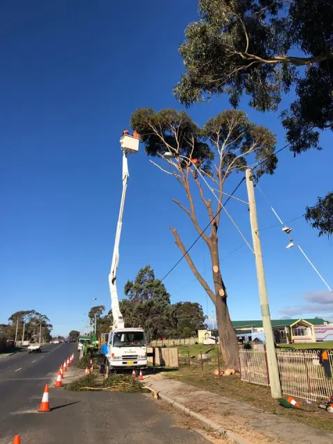 Adams Tree Services