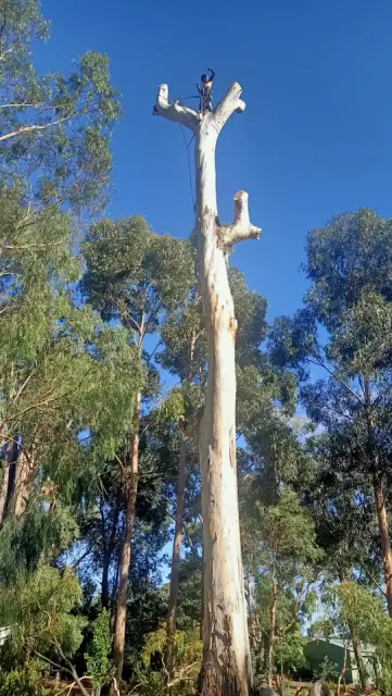 Adams Tree Services cover