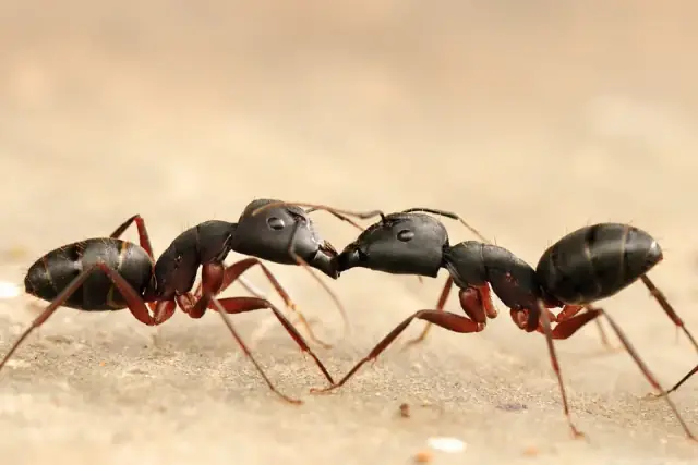 Adaptable Pest Control cover