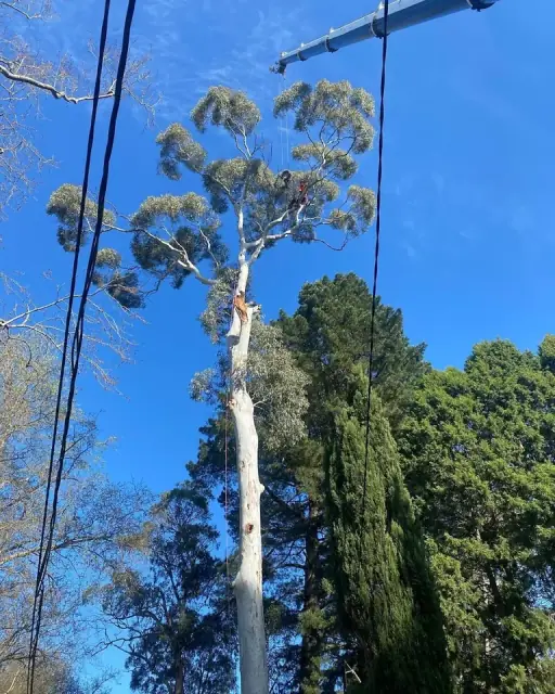 Adelaide Arborists cover