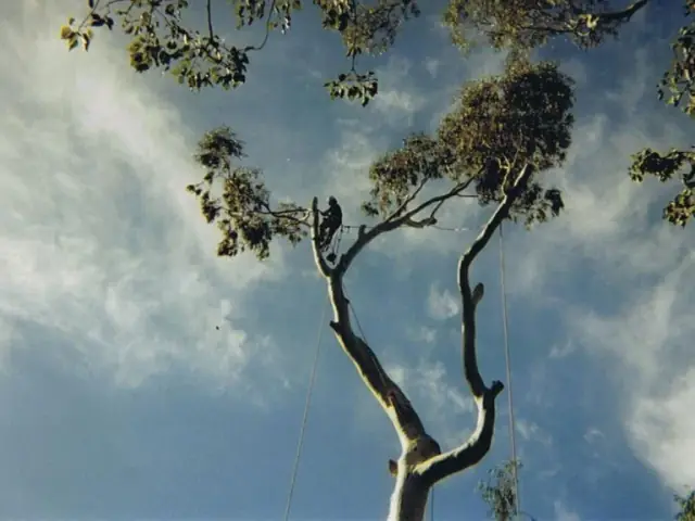 Adelaide Arborists