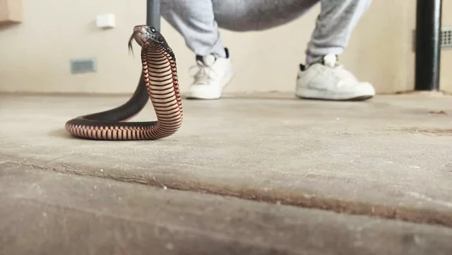 Adelaide Snake & Rodent Control cover